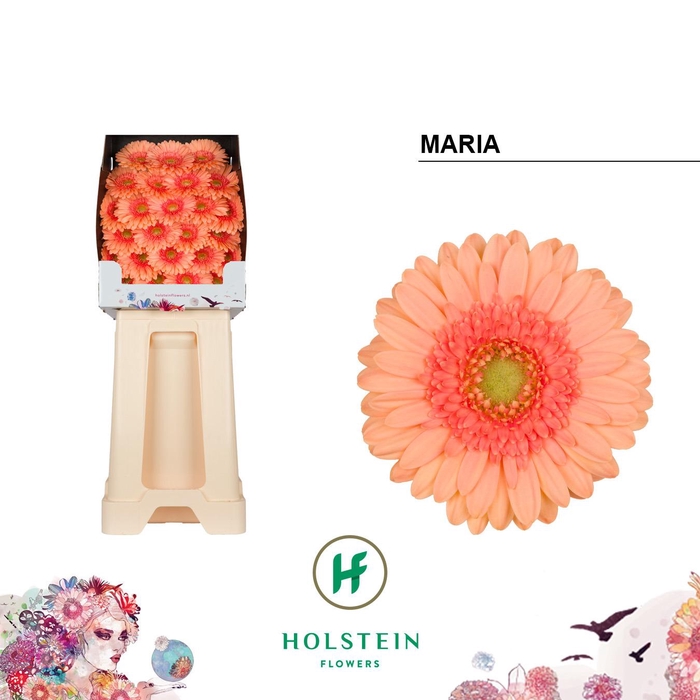 <h4>Ge Mi Maria</h4>