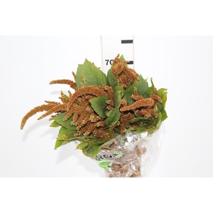 AMARANTHUS DOURADO 060 CM