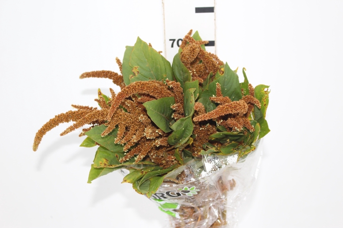 <h4>AMARANTHUS DOURADO 060 CM</h4>