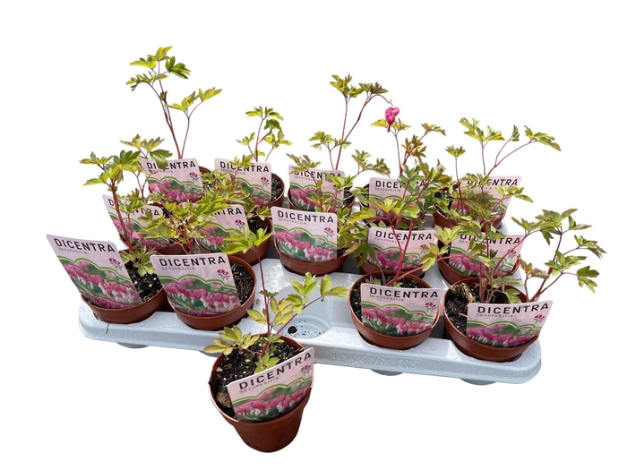 <h4>VASTE PLANTEN OV</h4>