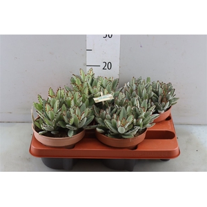 Kalanchoe Tomentosa