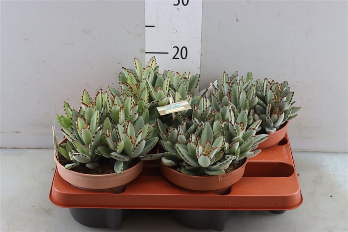 Kalanchoe Tomentosa