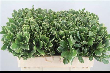 <h4>Pittosp To Ilan</h4>