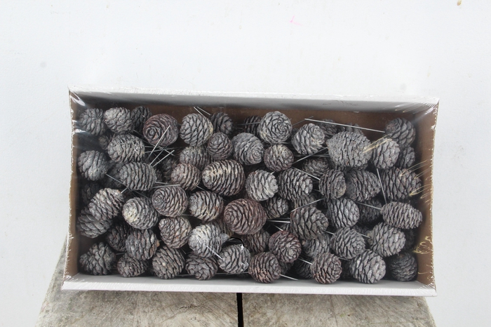 <h4>Muirii 10cm Wire WW</h4>