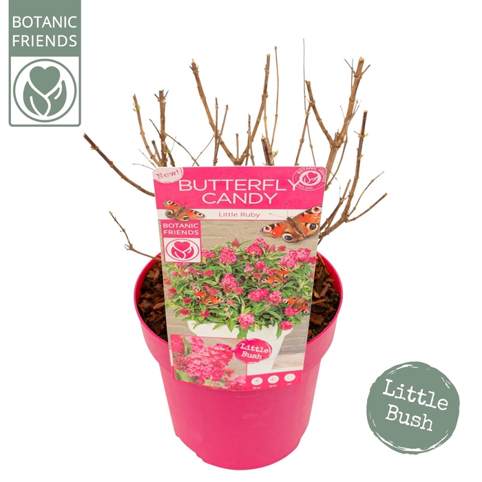 <h4>Buddleja Butterfly Candy 'Little Ruby'®</h4>
