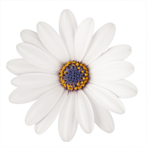 <h4>OSTEOSPERMUM ECKLONIS p11</h4>