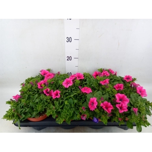 Petunia  'Famous Pink'