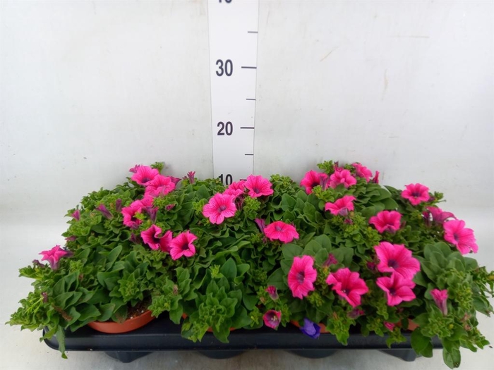 <h4>Petunia  'Famous Pink'</h4>