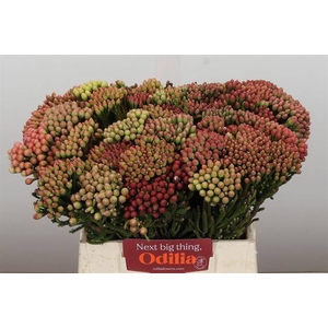 Cape green red strawberry (Brunia)