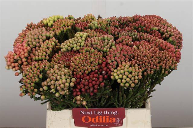 <h4>Cape green red strawberry (Brunia)</h4>