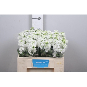 Matth Stox White