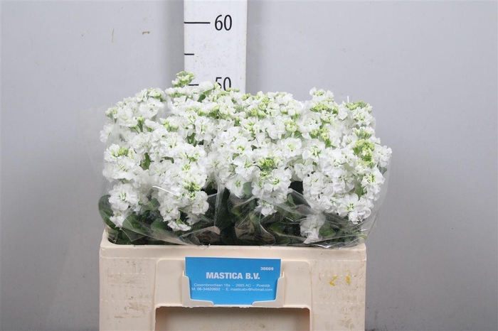 <h4>Matth Stox White</h4>