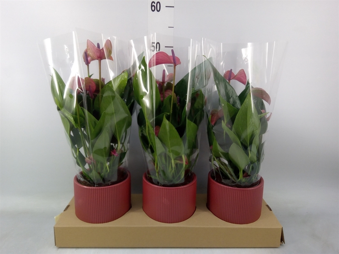 <h4>Anthurium andr. 'Pure Purple'</h4>