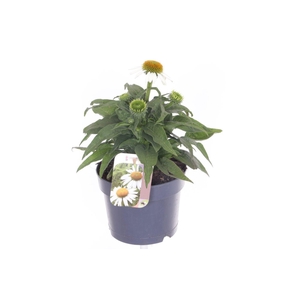 Echinacea purp. Sombrero Alba
