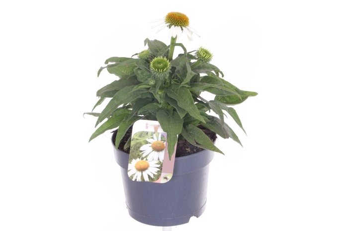 <h4>Echinacea purp. Sombrero Alba</h4>