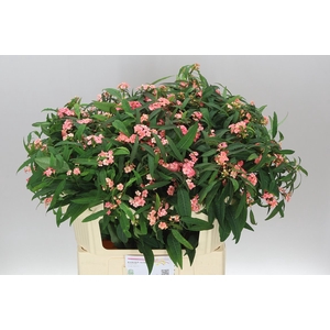 Euphorbia F T Pink Baron