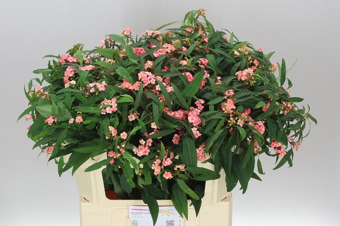 <h4>Euphorbia F T Pink Baron</h4>