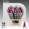 Matthiola Iron Rose