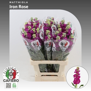 Matthiola Iron Rose