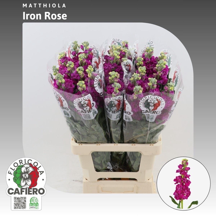 <h4>Matthiola Iron Rose</h4>