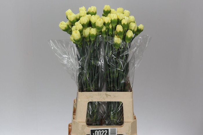 <h4>Di St Yellow</h4>