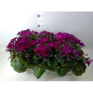Pericallis cr. 'Mandala Magenta'