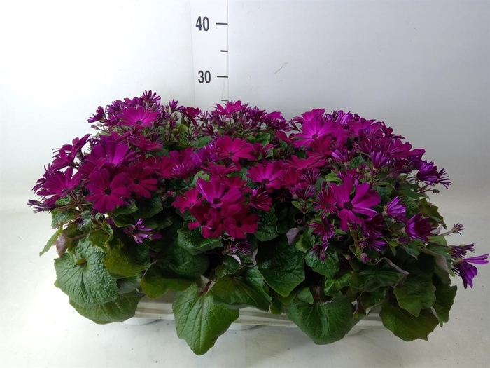 <h4>Pericallis cr. 'Mandala Magenta'</h4>