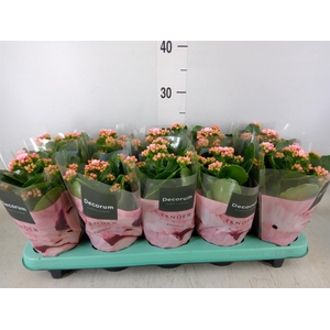 Kalanchoe blos. 'Serenity Softpink'