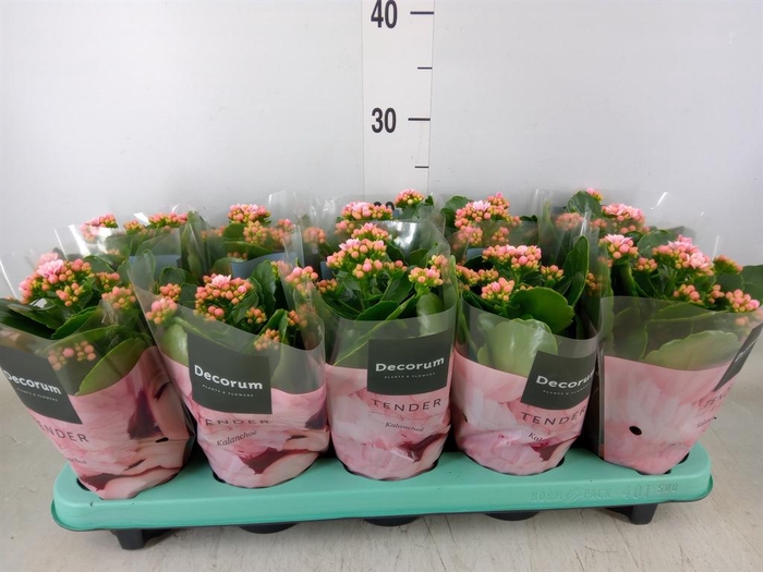 <h4>Kalanchoe blos. 'Serenity Softpink'</h4>