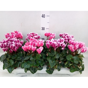 Cyclamen KL 'Compact Fuji'