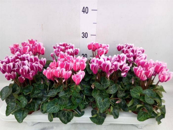 <h4>Cyclamen KL 'Compact Fuji'</h4>