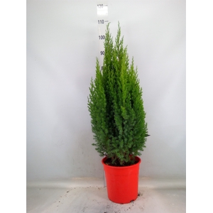 Juniperus chinensis 'Stricta'
