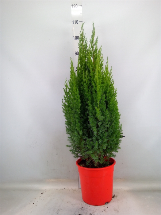 <h4>Juniperus chinensis 'Stricta'</h4>