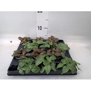 Fittonia   ...mix 4
