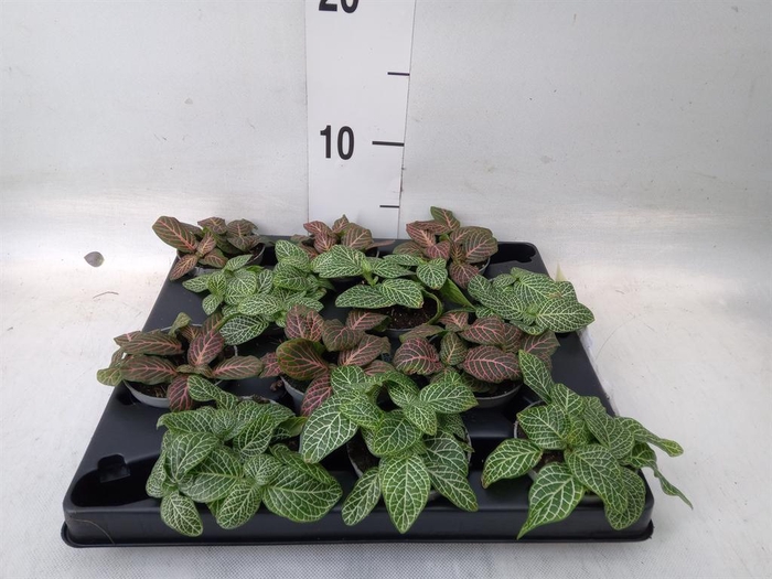 <h4>Fittonia   ...mix 4</h4>