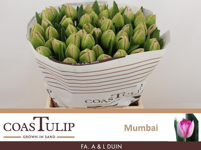 <h4>TU DU MUMBAI</h4>