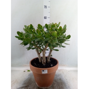Crassula ovata