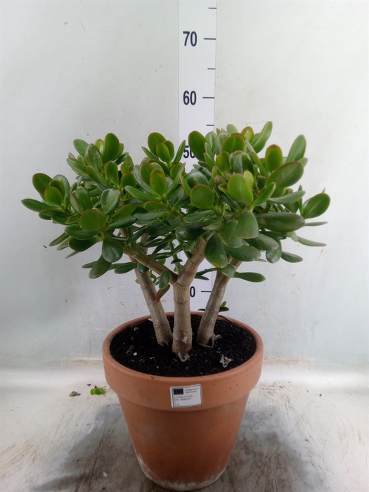 <h4>Crassula ovata</h4>