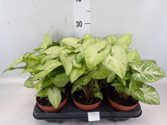 <h4>Syngonium  'White Butterfly'</h4>