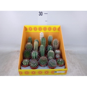 Cactus ...mix 18
