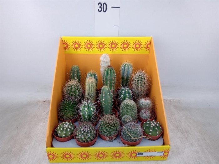 <h4>Cactus ...mix 18</h4>