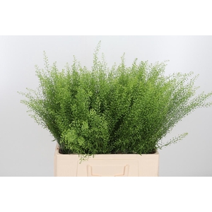 Lepidium Green Bell