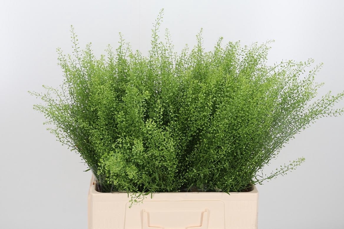 <h4>Lepidium Green Bell</h4>