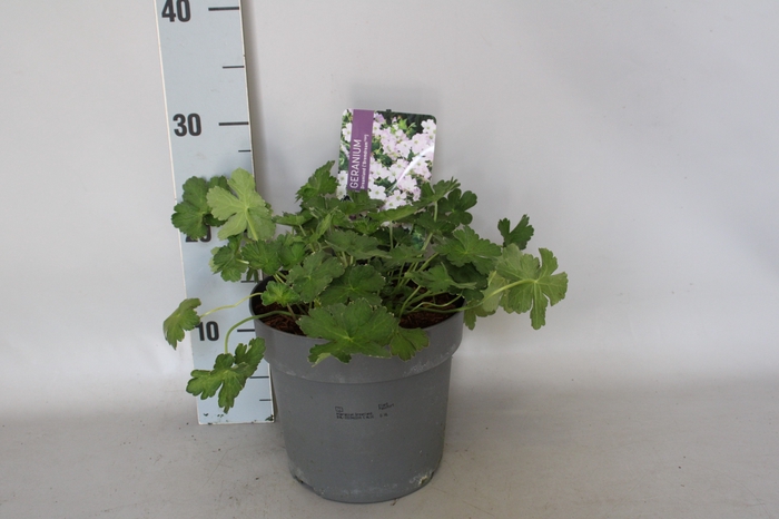 <h4>vaste planten 19 cm  Geranium Dreamland</h4>