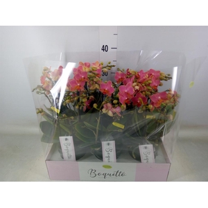 Phalaenopsis multi.   ...orange