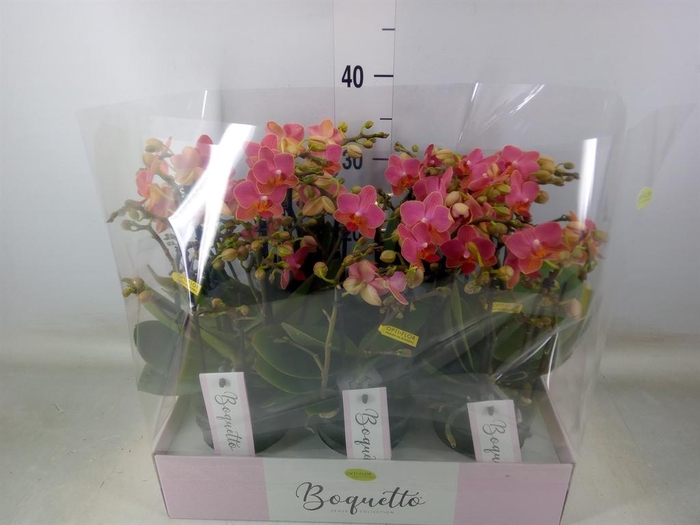 <h4>Phalaenopsis multi.   ...orange</h4>