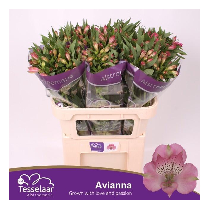 <h4>ALSTR AVIANNA</h4>