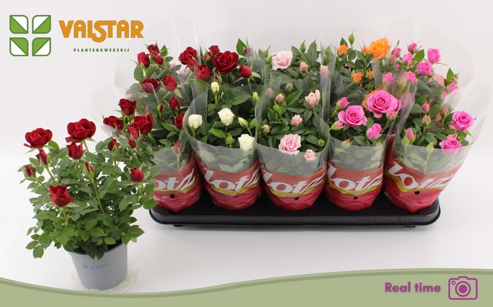 <h4>RO LOTZ OF GEM 5 KL</h4>