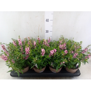 Angelonia  'Serena Lavender'