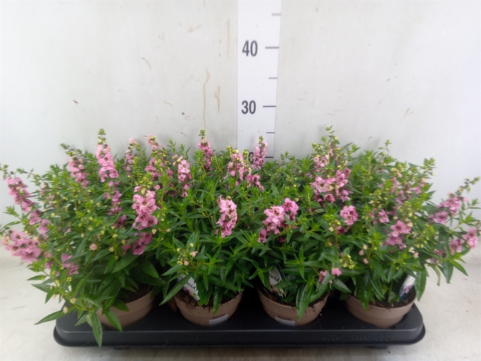 <h4>Angelonia  'Serena Lavender'</h4>